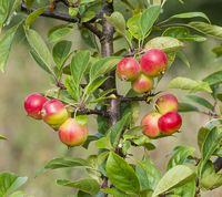 Vilde søde æbler fra Kasakhstan